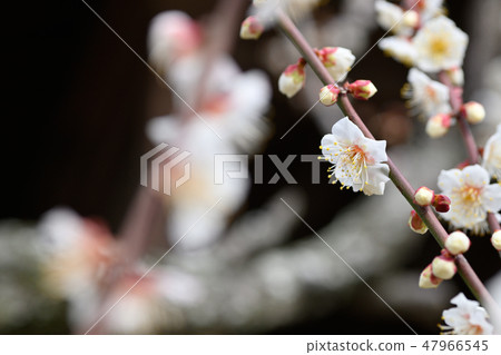 梅花特寫材料 47966545