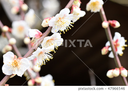 梅花特寫材料 47966546