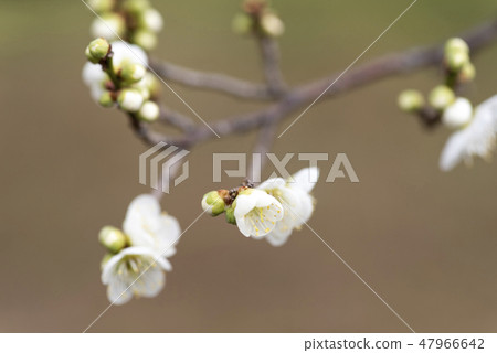 Plum blossom Plum blossom 47966642