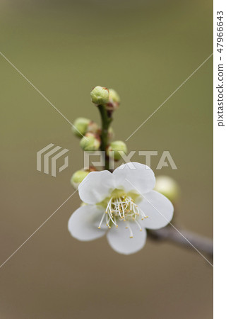 Plum blossom Plum blossom 47966643