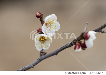 Plum blossom Plum blossom 47966644
