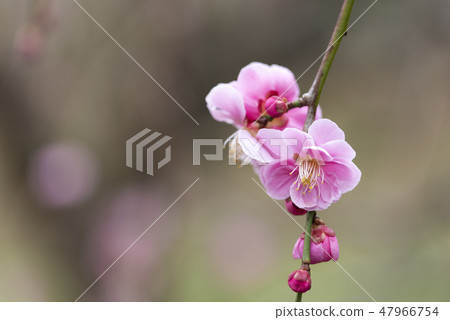 小白 小白 47966754