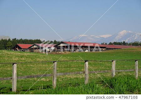 Koiwai farm in small spring day cherry blossoms in full bloom 47967108
