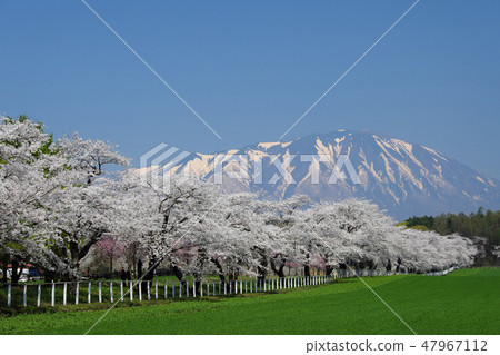 Koiwai farm in small spring day cherry blossoms in full bloom 47967112