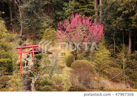 沿著青梅線開花的紅梅 沿著青梅線開花的紅梅 47967308