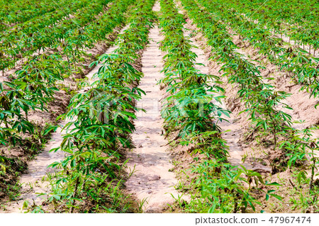 Cassava plantation farming growing cassava in farm 47967474