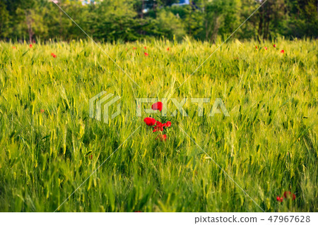 barley field 47967628