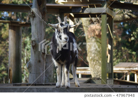 "Goat" 47967948