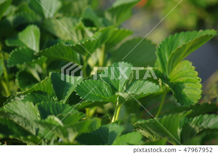 “草莓葉” “草莓葉” 47967952