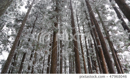雪落的雪松森林 雪落的雪松森林 47968046