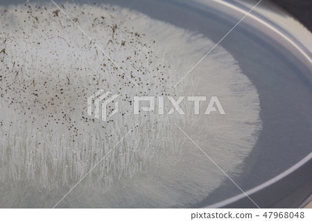 梨毛黴菌毛黴菌支原體受精卵2天培養 梨毛黴菌毛黴菌支原體受精卵2天培養 47968048