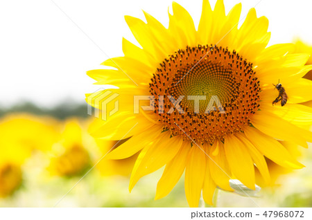向日葵 47968072