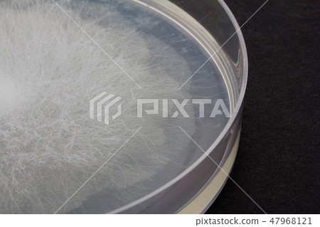 Rhizopus stolonifer Spider monkey Raizopus mosquito conjugate 2 days cultivation 47968121