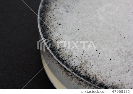 Rhizopus stolonifer Phytophthora licoropsus mycotic organism 3 days cultivation 47968125