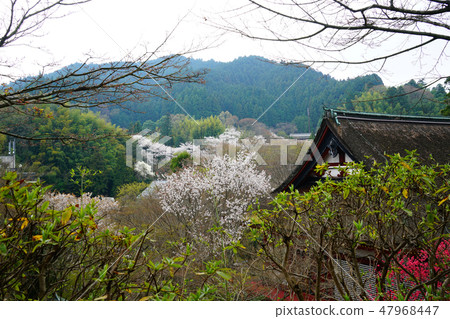 Daisan Shrine Sakura Spring Daisan Shrine Sakura Spring 47968447
