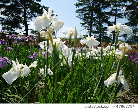 Iryo in full bloom Iryo in full bloom 47968794