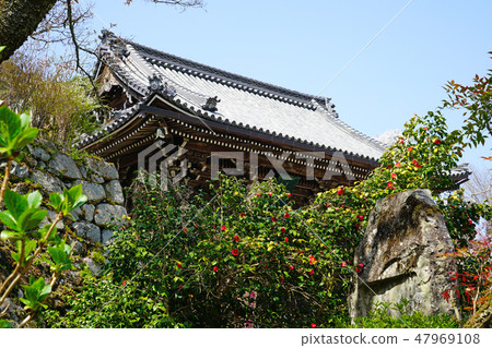Hasegaji Sakura Spring 47969108