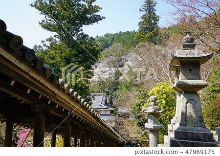 Hasegaji Sakura Spring 47969175