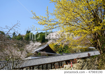 Hasegaji Sakura Spring 47969190