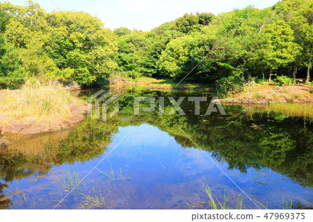 山茶花園，覆蓋物，森林，拉姆薩爾沼澤， 47969375