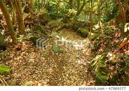 Camellia Garden, Forest, Ramsar Wetlands, Camellia Garden, Forest, Ramsar Wetlands, 47969377