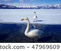 Kussharo Lake Swan 47969609