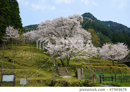 Buddha Temple Sakura Spring 47969676