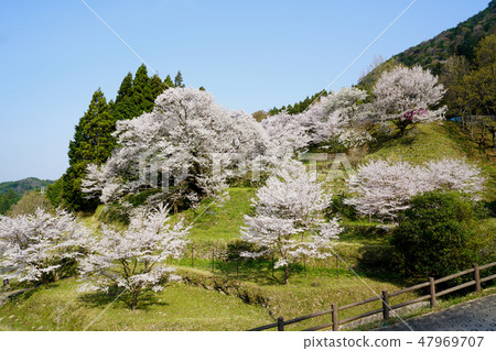 Buddha Temple Sakura Spring 47969707