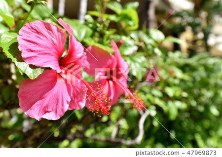 Holidays in Hawaii Holidays in Hawaii 47969873