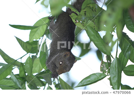 the squirrel on summer tree closeup 47970066