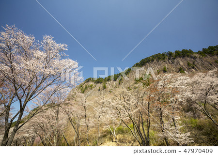 Cherry blossoming folding rock 47970409