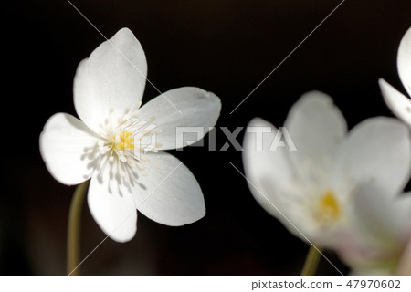 Two wheeled grasshopper Nirinso (Scientific name: Anemone flaccida) 47970602