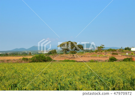 濟州鄉村景觀,場,農業, 濟州鄉村景觀,場,農業, 47970972