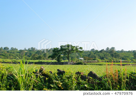 濟州鄉村景觀，場，農業， 47970976