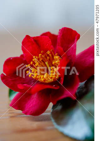 冷彎（Tachibana camellia，Kajiro，Utamakura） 47971205