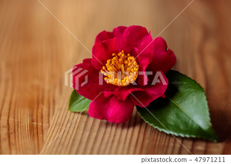Cold camber (Tachibana camellia, Kajiro, Utamakura) 47971211