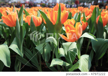 orange color Tulip in flower show 47971222