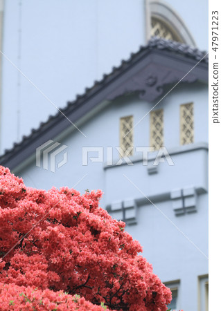 Beautiful pink rhododendron Government House, Beautiful pink rhododendron Government House, 47971223