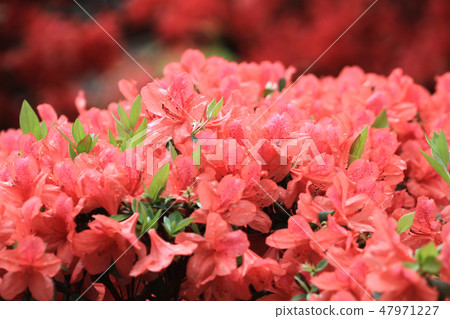 Beautiful pink rhododendron Government House, Beautiful pink rhododendron Government House, 47971227