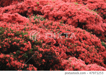 Beautiful pink rhododendron Government House, Beautiful pink rhododendron Government House, 47971253