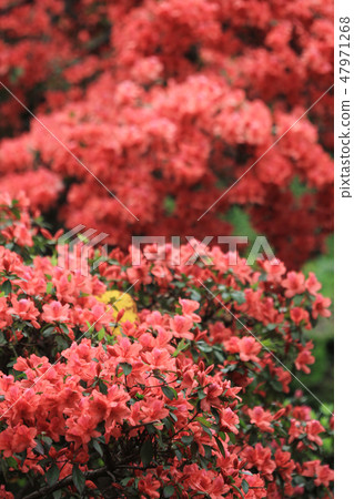 Beautiful pink rhododendron Government House, Beautiful pink rhododendron Government House, 47971268