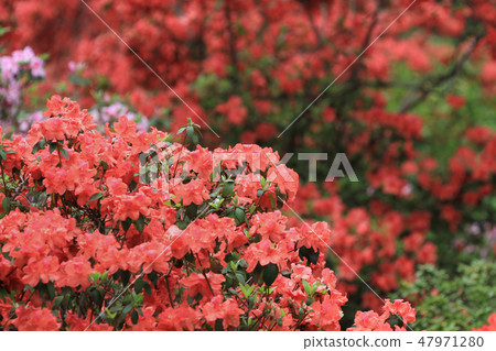 Beautiful pink rhododendron flowers Beautiful pink rhododendron flowers 47971280