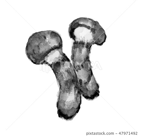 Matsutake Matsutake水墨畫單調 47971492