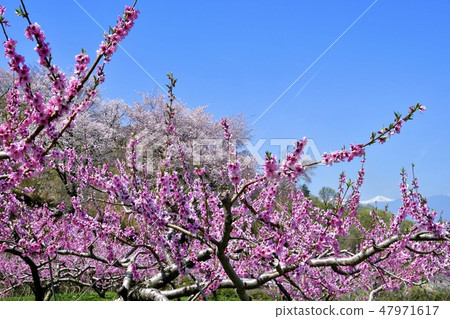 Southern Alps to Momoyama and Yamazakura Blessed Satoyama 47971617
