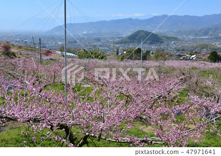Momokata和南阿爾卑斯山 47971641