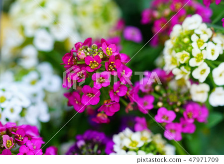 Flower macro 47971709