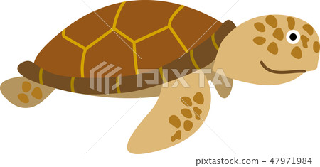 海龜 47971984