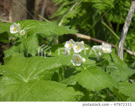 Sankayou flower (May, 2018 spring Ohno city, Fukui prefecture) 47972331