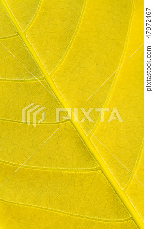 Golden yellow leaf texture pattern. Golden yellow leaf texture pattern. 47972467