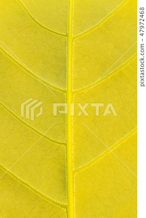 Golden yellow leaf texture pattern. Golden yellow leaf texture pattern. 47972468